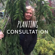 Consultation with the Tree Queen