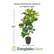 Honey Gold Dwarf Jackfruit Tree, Grafted