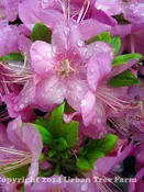 Azalea ‘Sherwood Orchid’