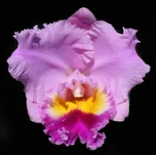 Blc. Dream Trader 'Roxanne'
