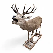Antique 12-Point Whitetail Deer Full Body Mount