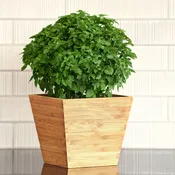 Bonsai Basil