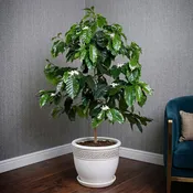 Coffee Plant (Coffea arabica)