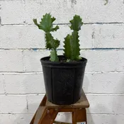 Candelabra Euphorbia 10” pot — Urban Planting Cleveland