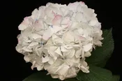 Antigue Pink Hydrangea, 14 stems
