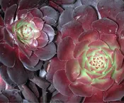 AEONIUM “ZWARTZKIN”