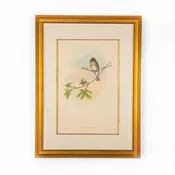 John Gould Lithograph Print, Butalis Grisola, Framed