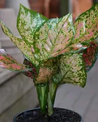 Aglaonema 'Pink Valentine'