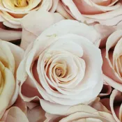 Dozen Pale Pink Roses Wrapped