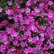‘Apple Blossom’ Creeping Phlox