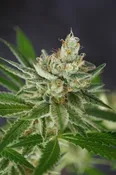 ALOHA LIMONE: FEM