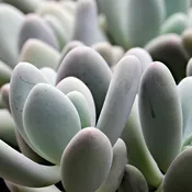 2.5 Inch Assorted Succulents