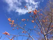 Diospyros virginiana, American persimmon seedling