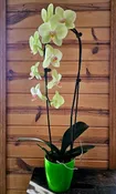 WATERFALL ORCHID