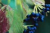 Arrowwood Viburnum- Viburnum dentatum