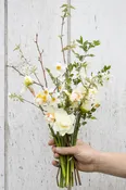 Bundles of Spring Pink Narcissus Deluxe 20 stems