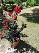 Red Ebony Flame Crape Myrtle Trees