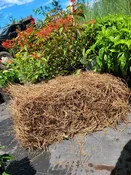 Baled Pine Straw