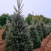 Montrose Charm White Spruce