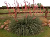Red Yucca - Hesperaloe parviflora