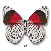 88 Butterfly