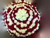20 DOZEN MAGNIFICENT ROSES