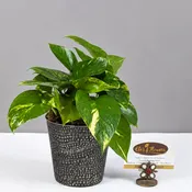 Urban Vine Pothos - 4" Planter