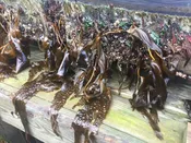 Mixed Seaweed Collection | Red, Green & Brown Marine Algae | Gulf Of Maine, Inc.