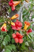 ‘Summer Jazz Fire’ Trumpet Vine