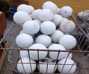 16 Water Filtration Balls