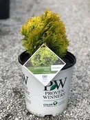 Anna's Magic Ball Arborvitae