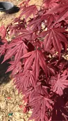 Acer Palmatum ‘Bloodgood’