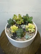 Succulent Scape, Medium — wisteria rockridge