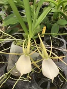 Angraecum Praestans  Near Blooming Size Plant (1-2 years to bloom)