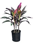 Cordyline Florica/Fruticosa (Red)