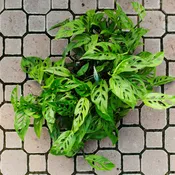 Monstera, Adansonii
