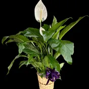 Peace Lily 8"