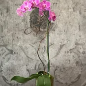 Phalaenopsis Orchid Plant