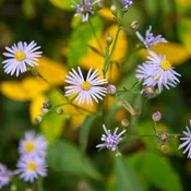 Aster Smooth Blue Seeds (Aster laevis)
