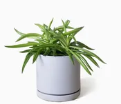 Dojo Flower Planter Pots With Drainage 3 Inch Planter