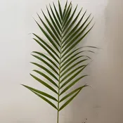 Areca Palm Leaves