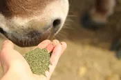 Kelp Meal