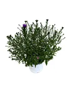 5.25" FALL ANNUAL ASTER BLUE HENRY