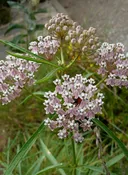 Asclepias fascicularis - Narrowleaf Milkweed (Plant)