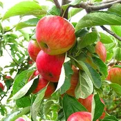 5-in-1 Apple Cocktail Tree