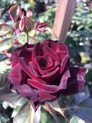 Black Baccara (NA) — K and M Nursery