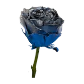 Blue Steel Rose
