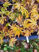 Burgundy Lime Japanese Maple