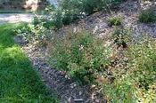 Abelia x grandiflora Brilliantina®