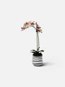 Peach Orchid Floral